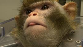 ctm-glor-monkey-face-duke-brains.jpg