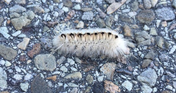 Venomous white hickory tussock caterpillar spotted in Pennsylvania