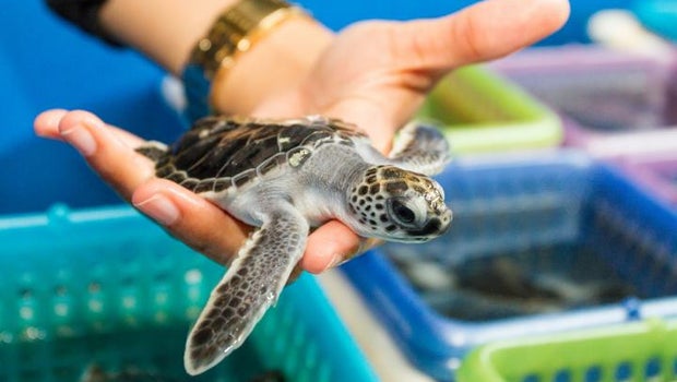 turtle1.jpg
