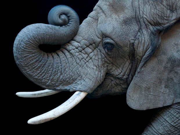 African Elephant Joel Sartore's Photo Ark Pictures