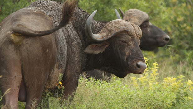 Wildlife ranger killed by colleague as  buffalo  charges