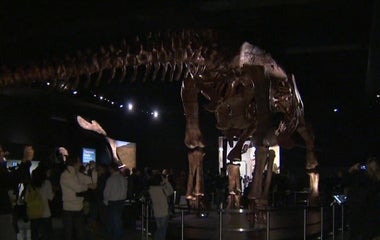 Titanosaur debuts at American Museum of Natural History