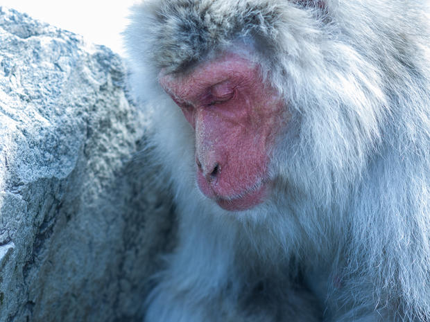 mark-hemmings-snow-monkeys-japan-dsc0765.jpg