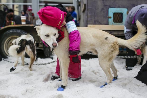 leon missing iditarod dog