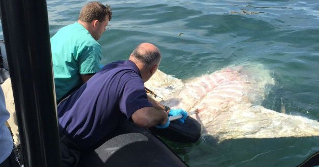 Huge dead shark found floating in Boston Harbor CBS News