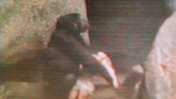 gorillachildap9608170826.jpg