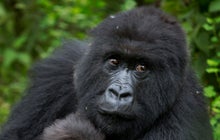 Critically endangered species and beloved animals at risk
