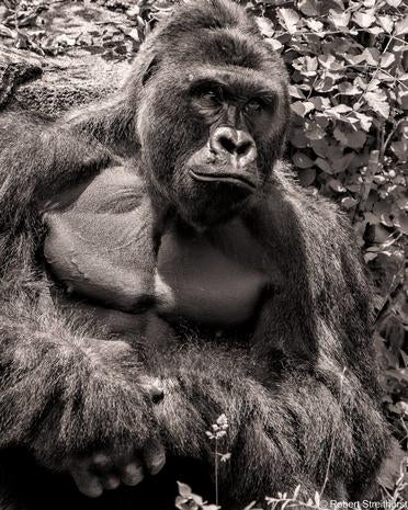 harambe western lowland gorilla harambe western lowland gorilla