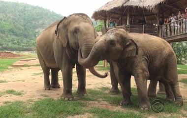 Thailand's "elephant whisperer" devoted to saving endangered species