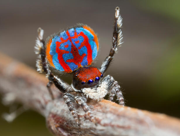 Exotic Spider Species - wide 2