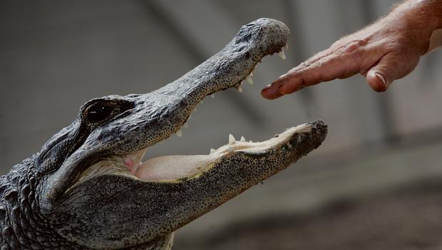 10 Year Old Alligator Bite Victim Says Nose Poke Stopped Attack Cbs News