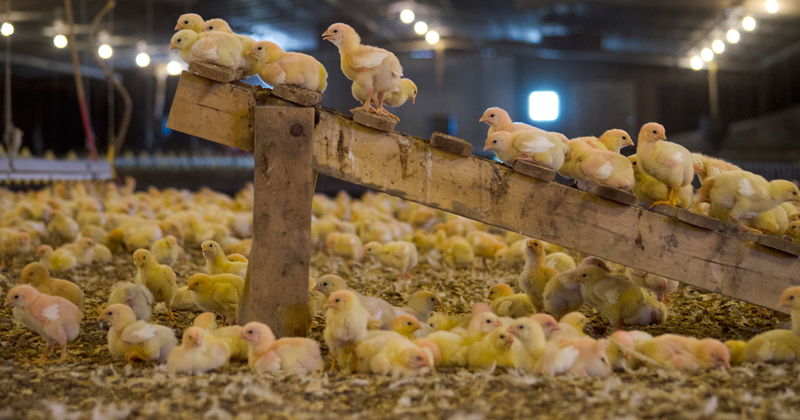 ​The big business of humanely raised food - CBS News