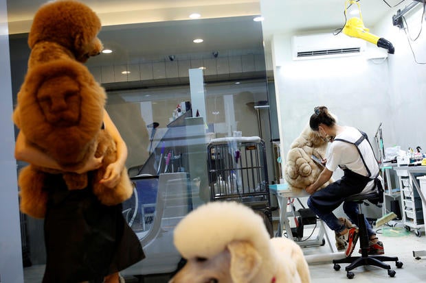Strange dog shaving - Hair-raisingly wild new pet grooming fashion