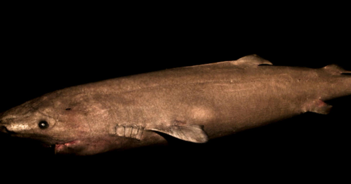 Greenland shark is world's longest-living vertebrate - News videos news