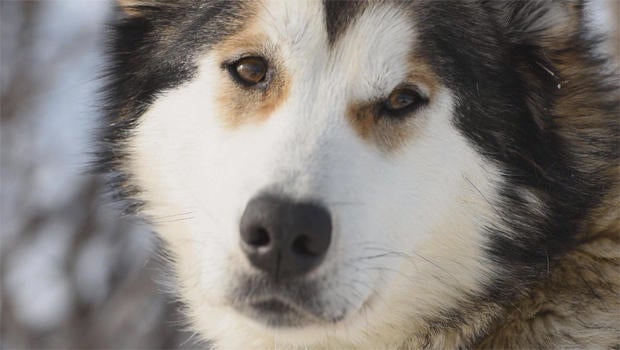 denali-dogs-a-620.jpg
