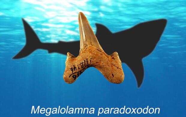 megalolamna-tooth.jpg