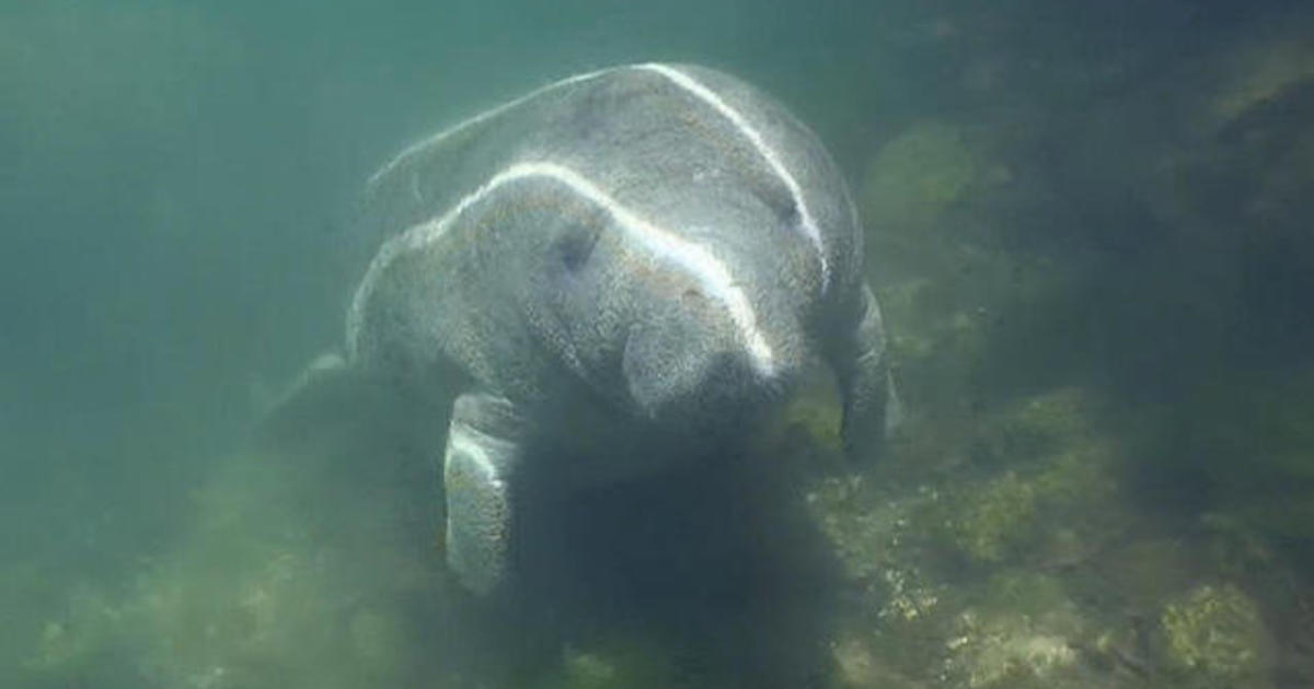 SeaWorld's massive mission to get a pregnant manatee back into ... - CBS News