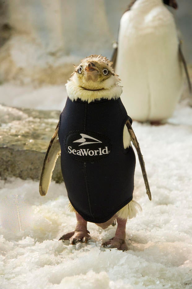 20160902-antpenguinwetsuit-012.jpg