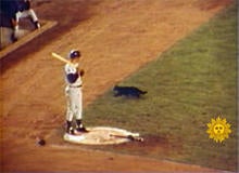 black-cat-wrigley-field-1969-244.jpg