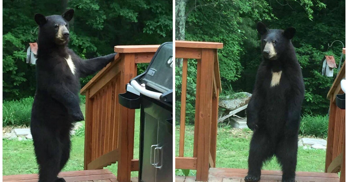 Maryland bear snapped walking on its hind legs gains viral following