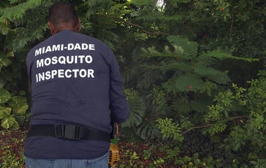 The Zika Virus