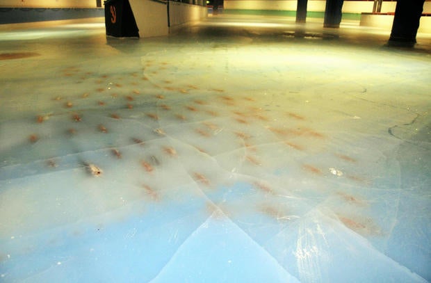 ice-rink-fish.jpg