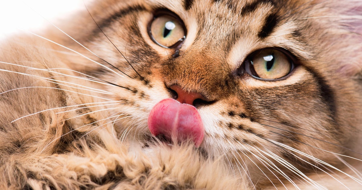 What scientsts are learning about cats' amazing, Velcrolike tongues
