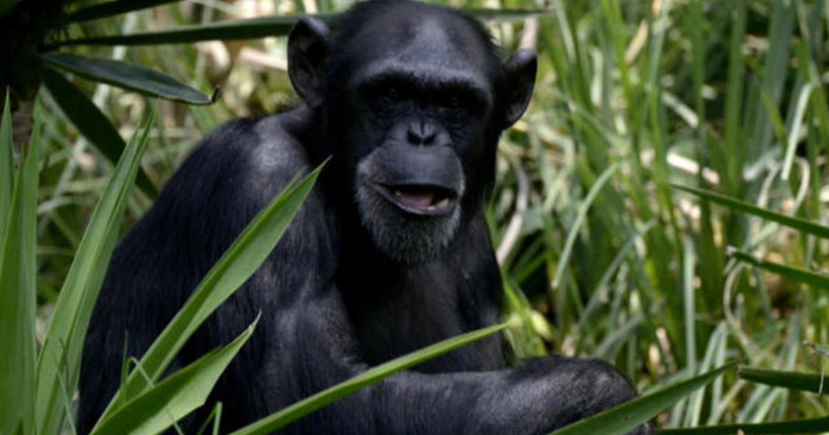 Chimpanzees know butts better than faces