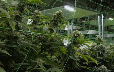 "Pot moms" working in marijuana industry face stigma