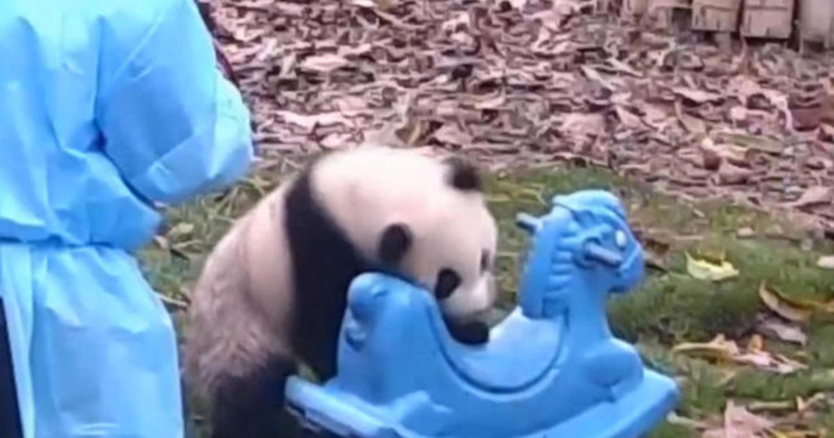 Watch: Baby panda attempts to use rocking horse