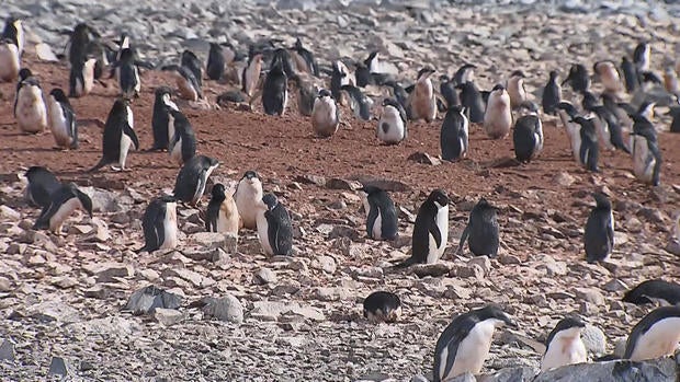 phillips-climate-penguins-0215en-transfer.jpg