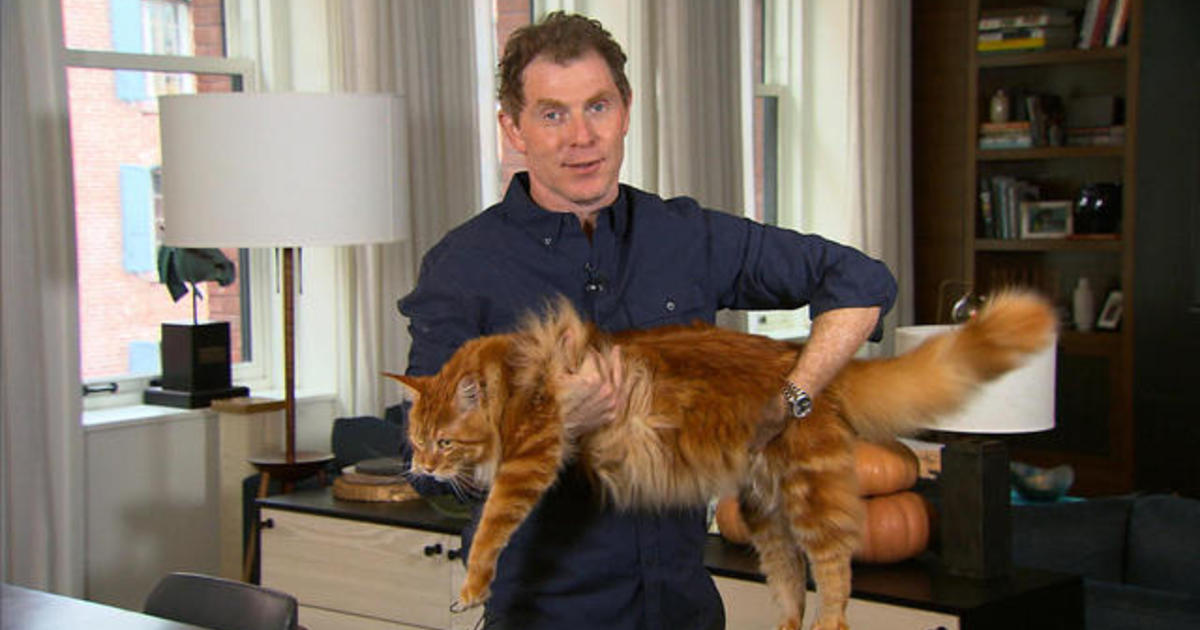 Bobby Flay's cat love Videos CBS News