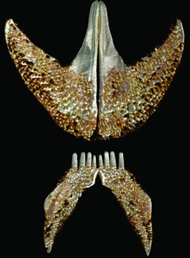 clingfish3.png
