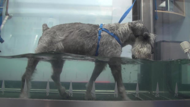 hydro-schnauzer.jpg