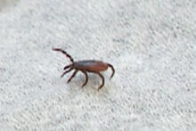 0505-health-tick.jpg