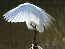 great-egret-wings-spread-verne-lehmberg-244.jpg