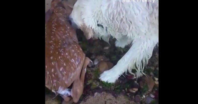 saves deer saves baby deer from drowning news news newslocker saves deer saves baby deer from drowning news news newslocker