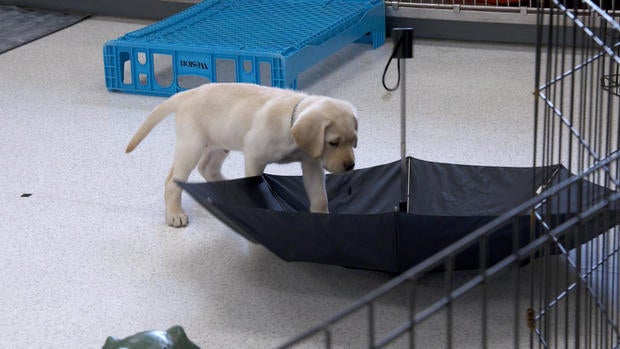 d2-dahler-guide-dogs-x-transfer.jpg