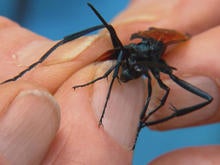 bugs-biting-insect-promo.jpg