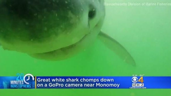 Shark tries to take a bite out of scientist's camera Shark tries to take a bite out of scientist's camera