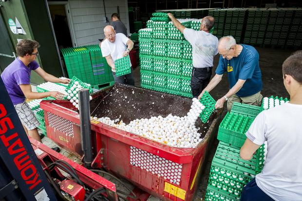 belgium-eggs-825992084.jpg