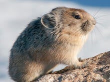 pika-in-profile-verne-lehmberg-promo.jpg
