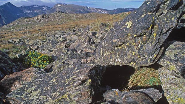 pika-haystack-trail-ridge-road-rocky-mountain-national-park-verne-lehmberg-620.jpg