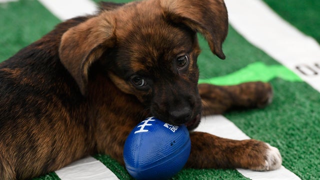 210207171601-puppy-bowl-2021-exlarge-169.jpg