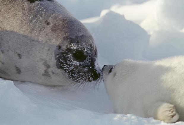 Harp seal, Magdalen Islands, Quebec 