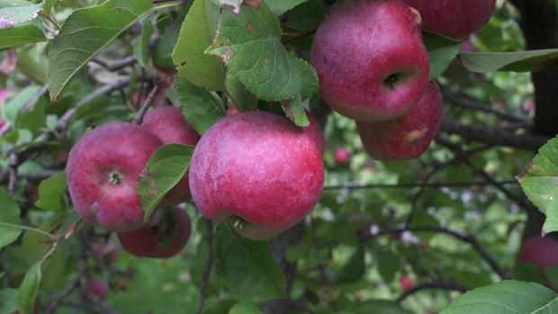 apples-in-orchard.jpg 