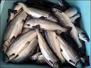 mercury poisoning from salmon