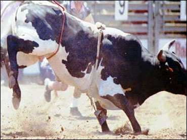 bull rider killed rodeo
