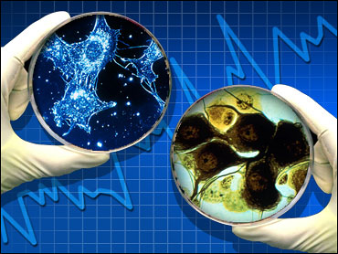 370px x 278px - Human Cells + Animal Cells = ? - CBS News