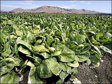 The Contamination Of The Spinach Field
